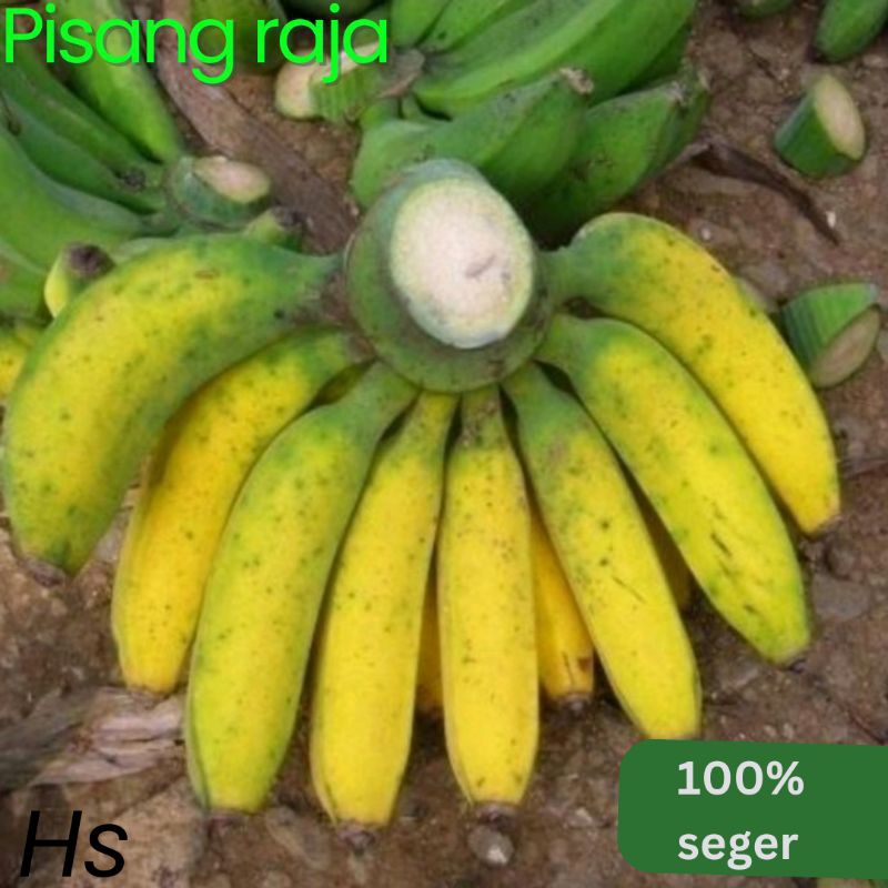 

pisang raja