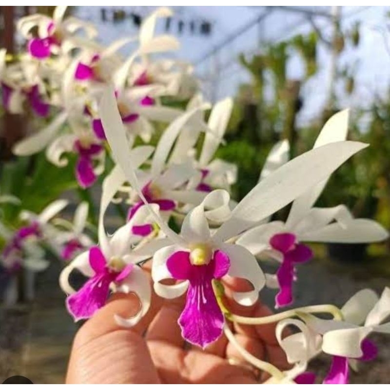 Mesagnil bunga wangi cloning thailan