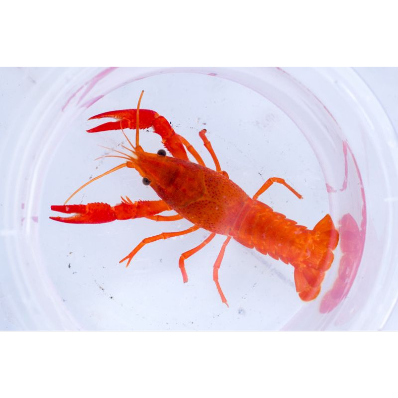 

lobster hias aquascape merah