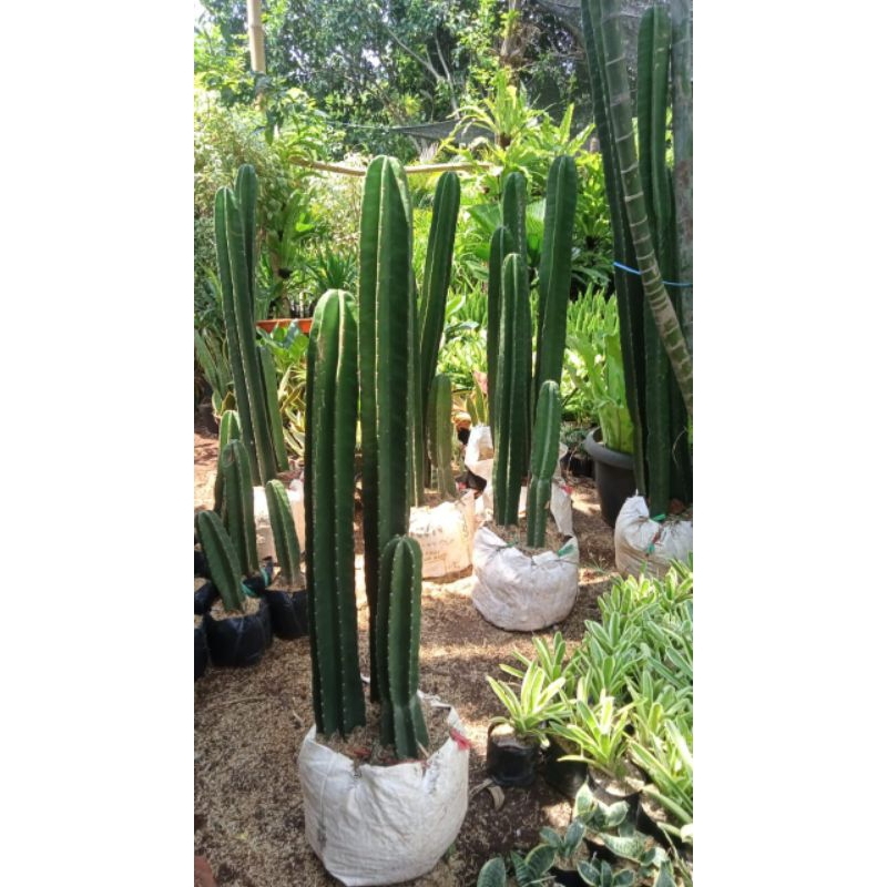 

(COD) tanaman hias kaktus koboi tanpa duri ukuran 40/50 cm