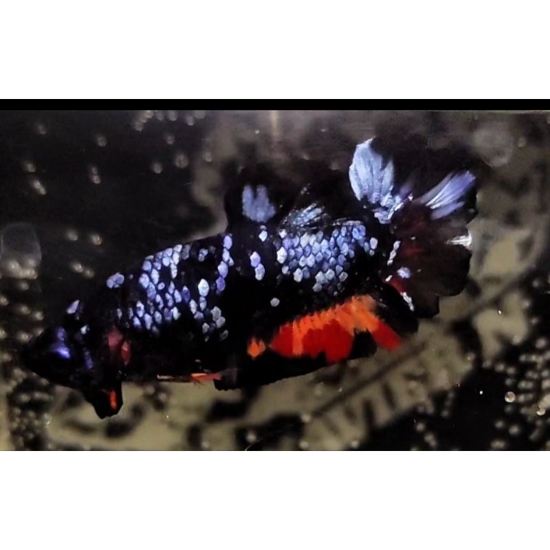 

IKAN CUPANG AVATAR GORDON RINTIK NEMO