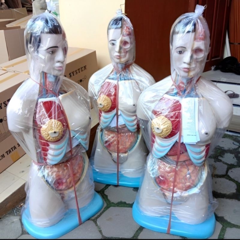 

Manikin Torso Perempuan - Alat Peraga Phantom Manikin