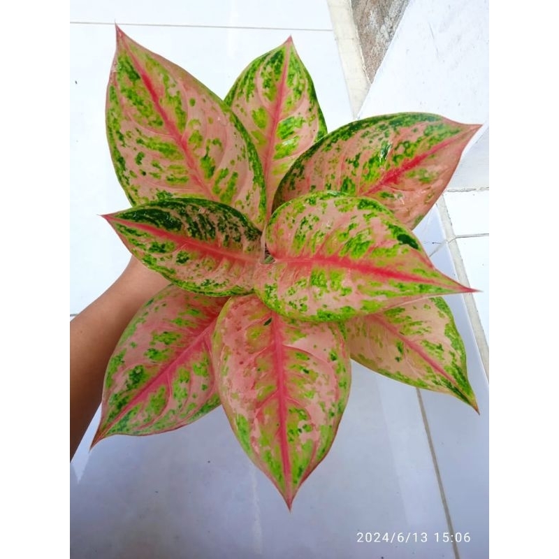 Aglonema LOD = Light Of Diamond