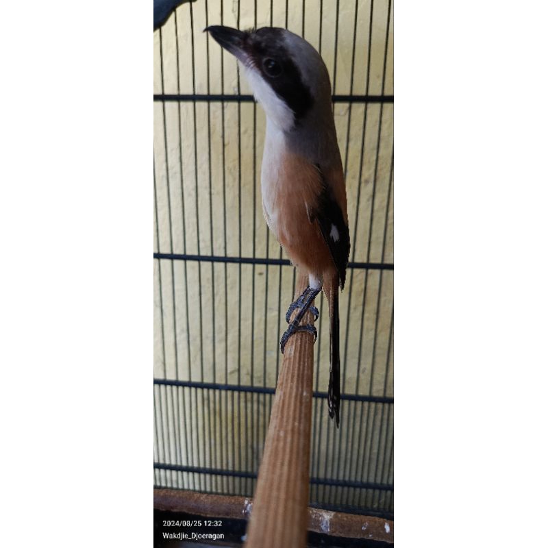 [Instant] Burung Cendet Rawatan dan Bahan