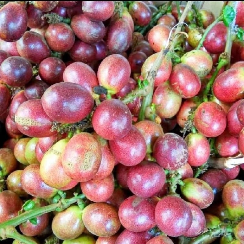 

buah matoa super manis 1 kg