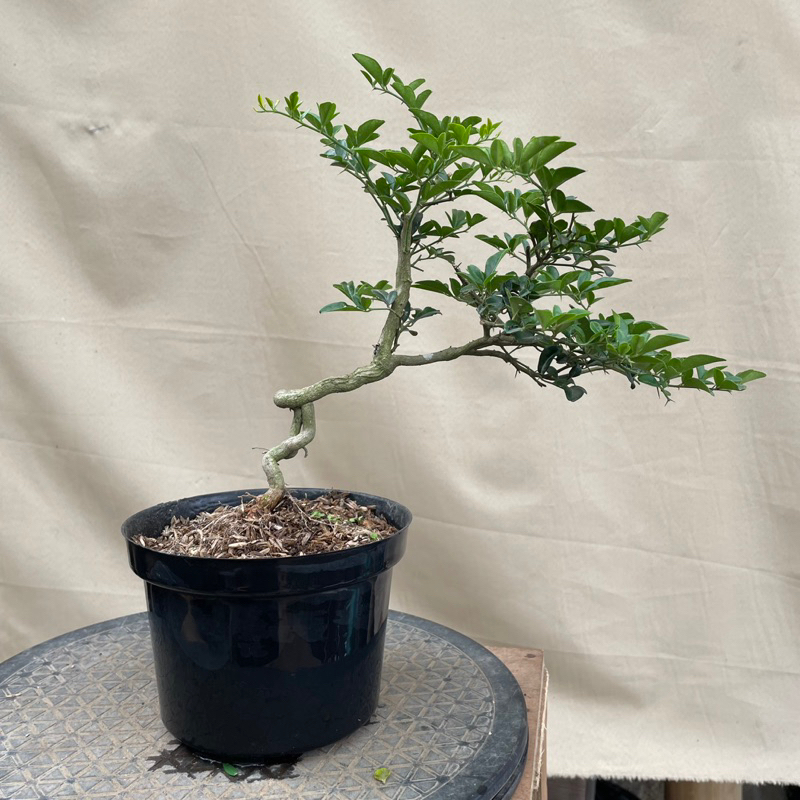 Bonsai jeruk kingkit
