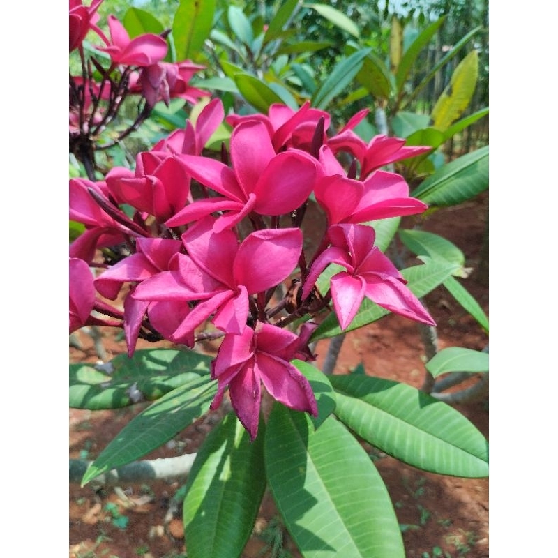 tanaman pohon kamboja bunga merah