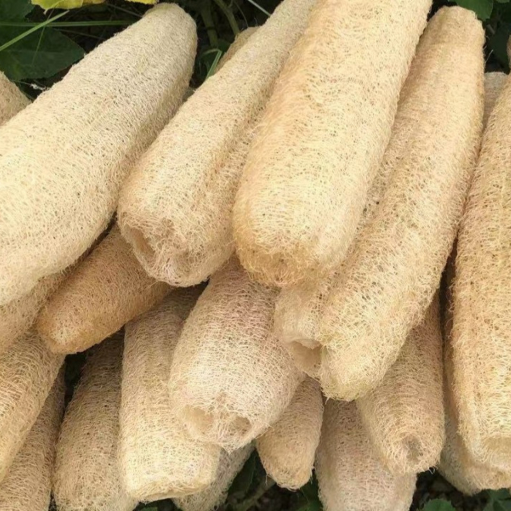 OYONG KERING SERAT LOOTFAH SPONGE CUCI PIRING ALAMI
