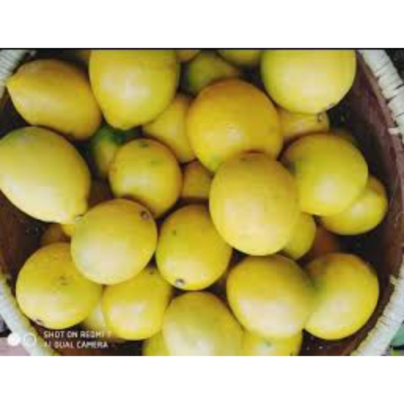 

jeruk lemon lokal 500grm