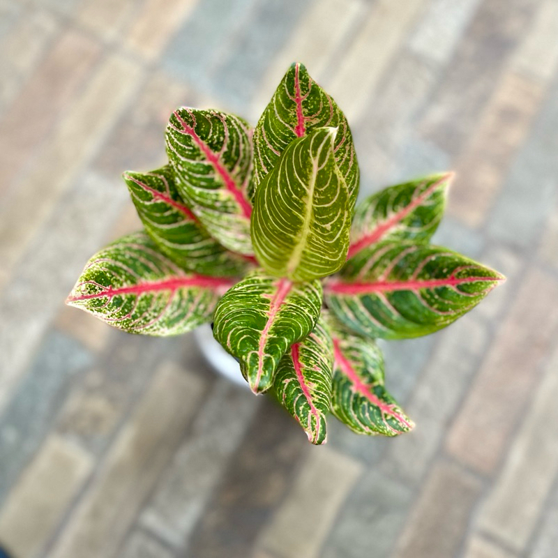 Aglaonema Red Nancy