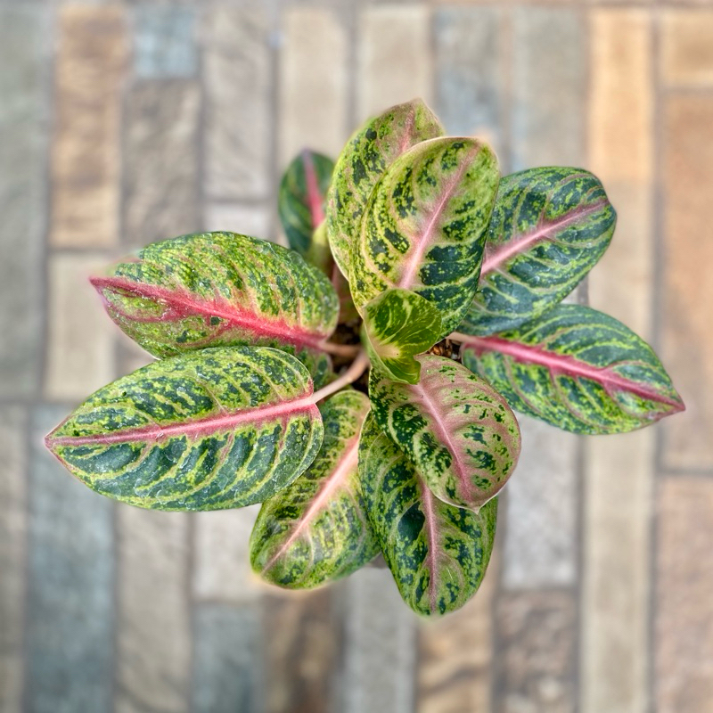 Aglaonema Red Moon r2