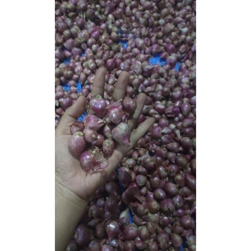 

BAWANG MERAH FRESH , BERKWALITAS BERSIH 1Kg / ( Brambang 1kg)