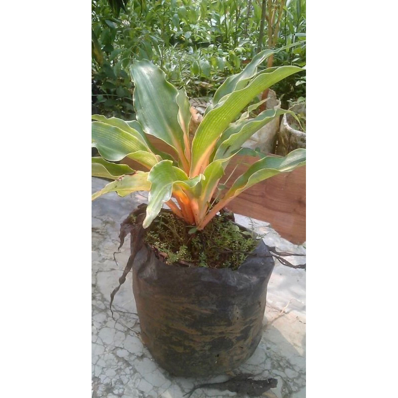 Tanaman Hias Mandarin Orange Walisota / Bunga Hias Walisota Orange Tanaman Hidup Walisota Batang Kun