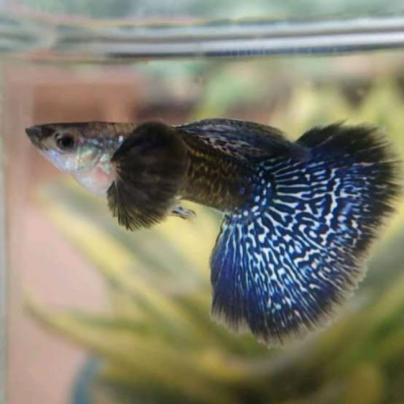GUPPY.blu.dragon
