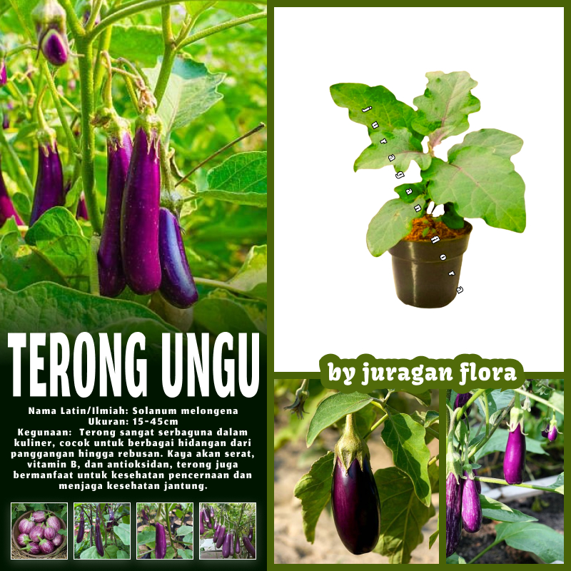 BIBIT TANAMAN TERONG UNGU / POHON TERONG UNGU / TANAMAN TERONG UNGU / BIBIT TERONG UNGU UNTUK SAYUR