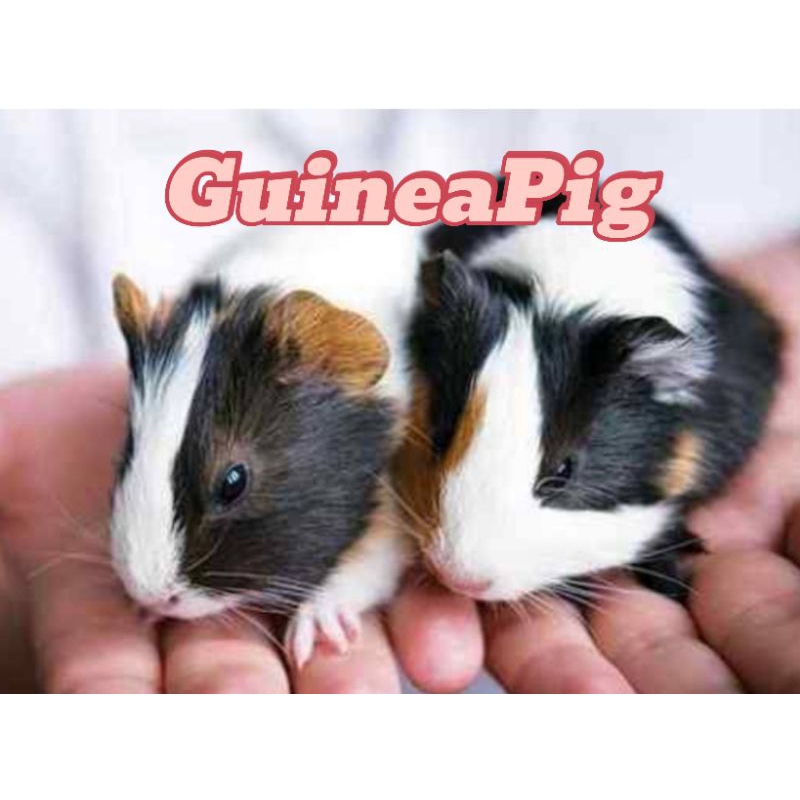 Marmut GuineaPIG Hidup Lucu