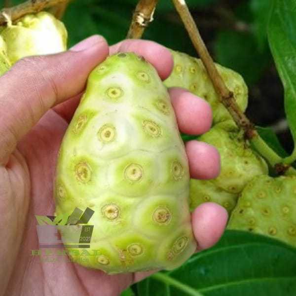 

Buah Mengkudu Segar Per Buah fresh petik