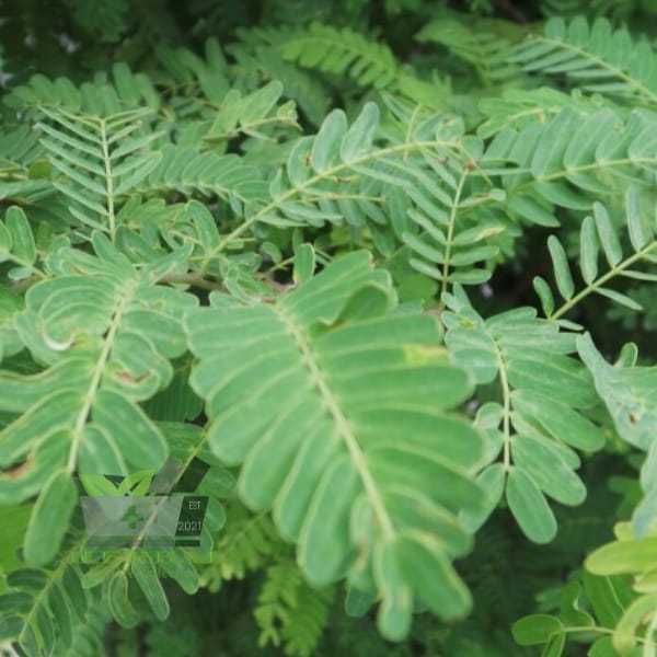 Jual Daun Asam Jawa Segar 1 kg fresh