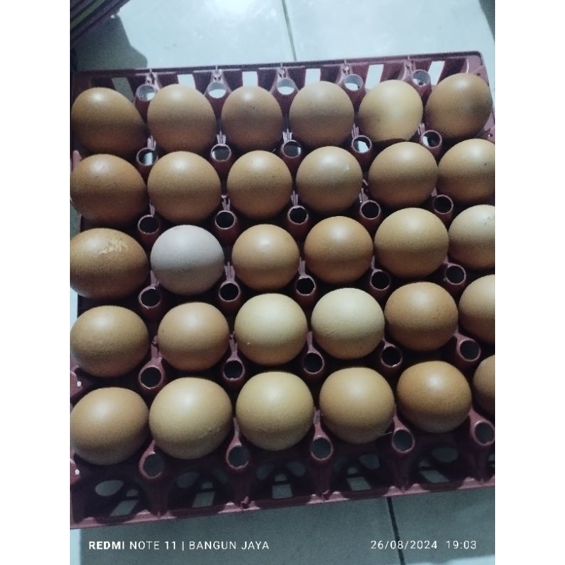 

Telur 1kg