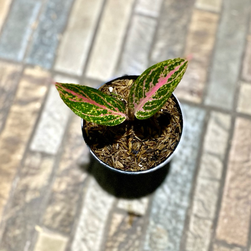 Aglaonema tamara
