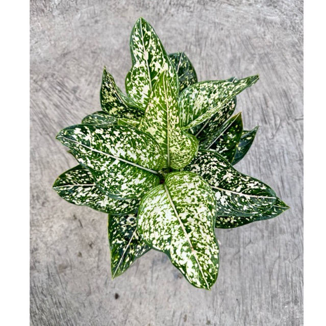 INDUKAN SITI NURHALIZA (Tanaman Hias Aglaonema/Aglonema)