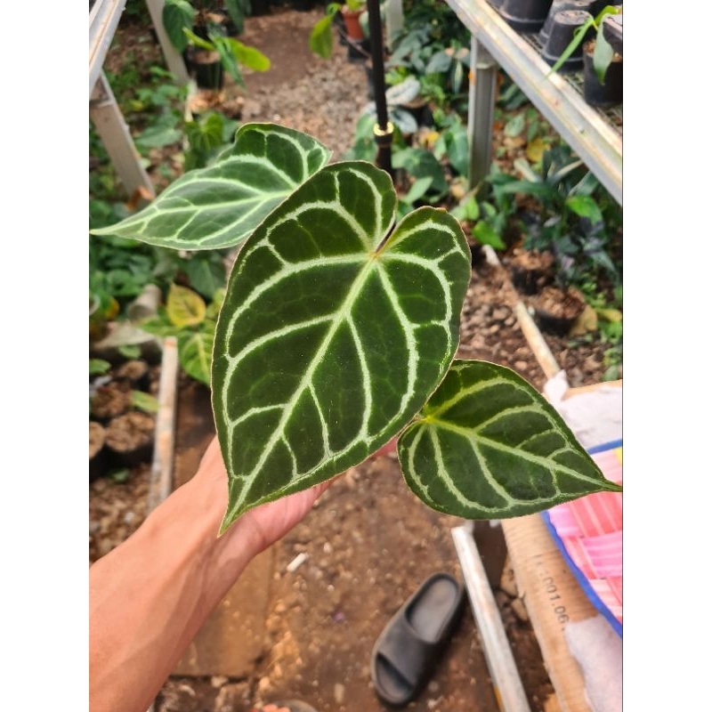 anthurium magnificum