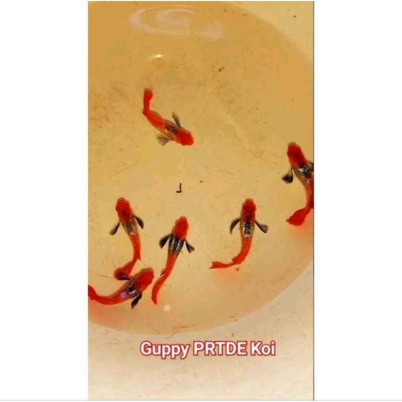 Hiasan Aquarium Prtde Koi