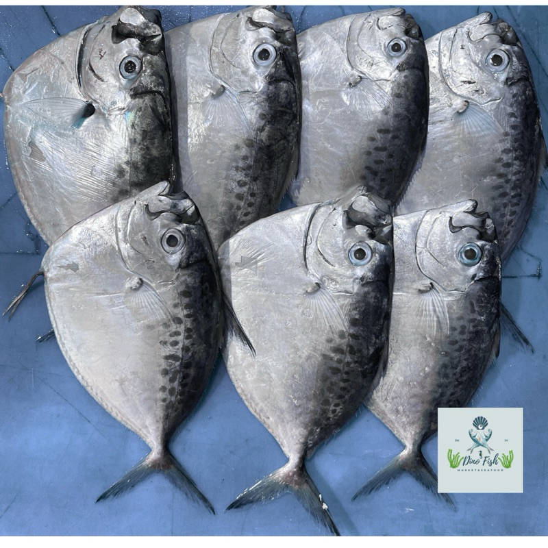 

IKAN SEMAR / ETEM / Fresh 1kg