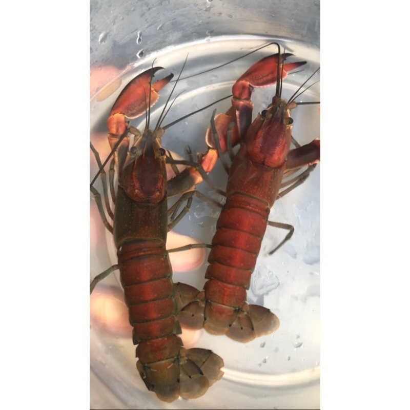 

lobster hias papua redbrick