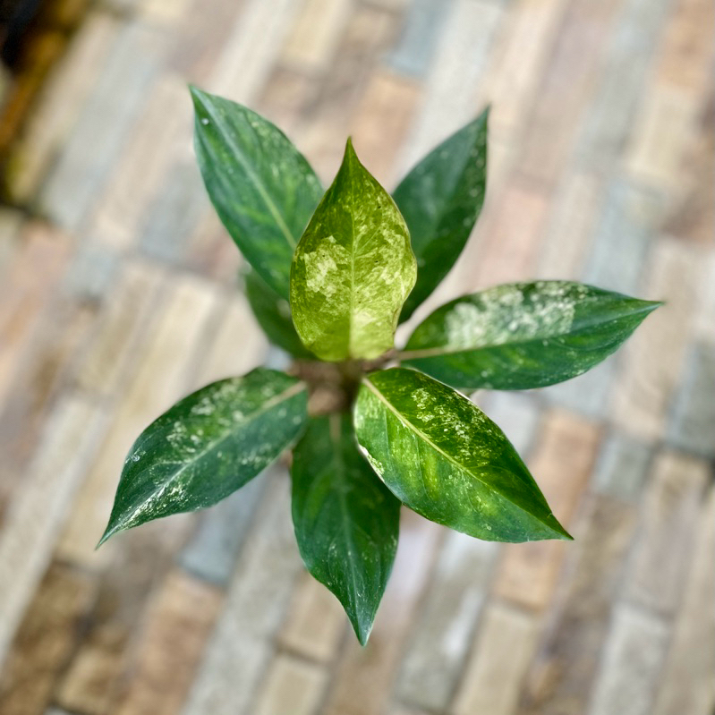 Aglaonema Siam jade