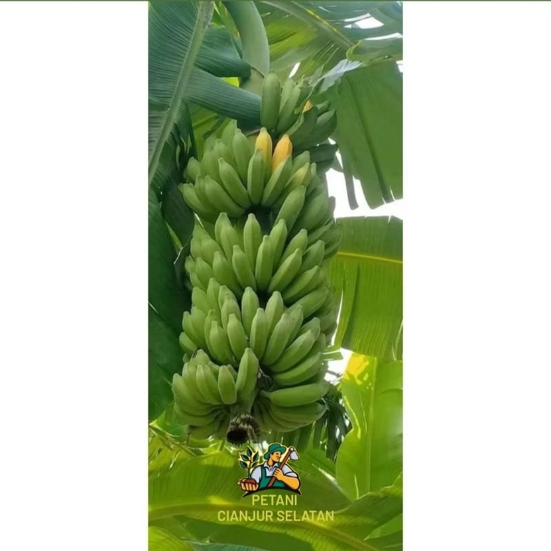 

1kg Pisang Raja Bulu Super | Pisang Raja Madu | Pisang Raja KUL | Pisang Raja Talun | Pisang Raja Pakak | Pisang Raja Sajen