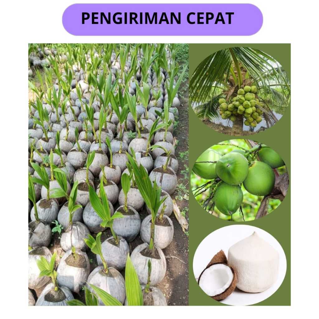 kelapaBibit kelapa sawit yang palig baik berasal dari varietas,Bibit sawit kelapa dura,Bibit sawit k