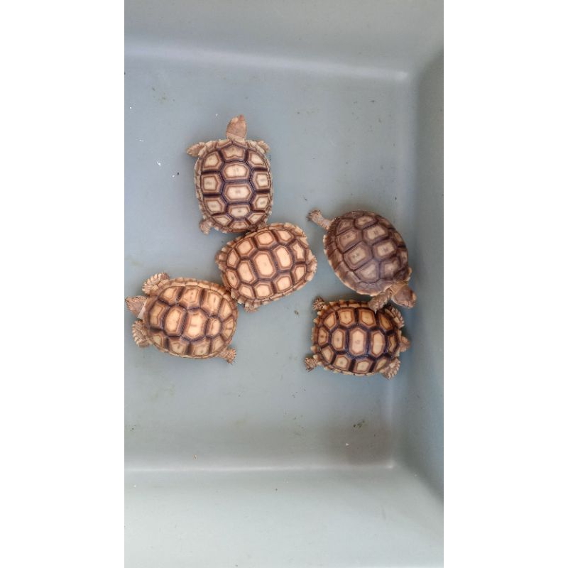 Replika sulcata 7-8cm