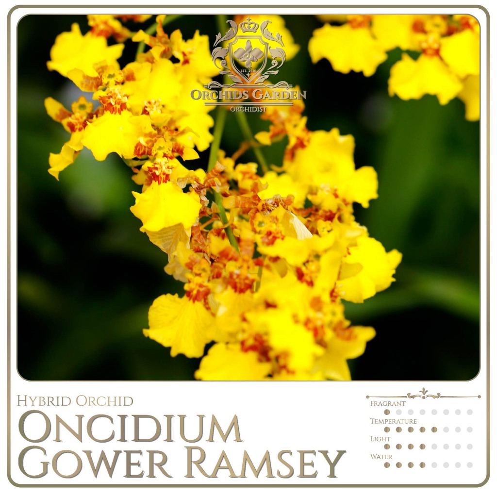 Anggrek Oncidium Gower Ramsey (Goldiana x Guinea Gold) Hybrid Hibrid Hybrida Oncydium Orchid Yellow 