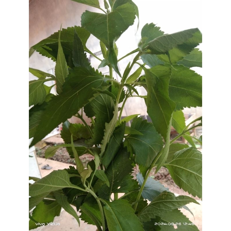 

daun kiriyuh obat herbal bandung 250gram