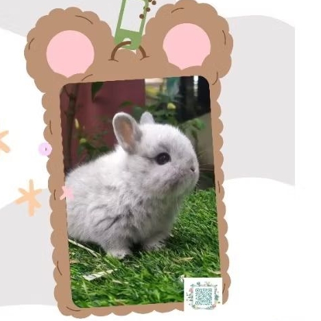 Kelinci Netherland Dwarf Smoke Pearl
