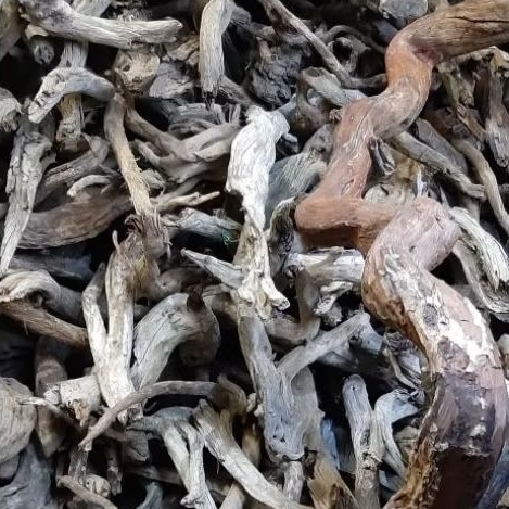 Kayu Santigi Laut Kecil - Aquascape - Aquarium - Taman - 17