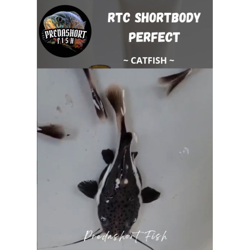 koleksi RTC SB / Red Tail Catfish shortbody