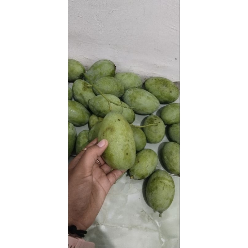 

BUAH MANGGA MANGGA MUDA FRESH LUTISAN RUJAKAN SUPER MANGGA MUDA MANALAGI, MANGGA MUDA CENGKIR/MANGGA MUDA INDRAMAYU