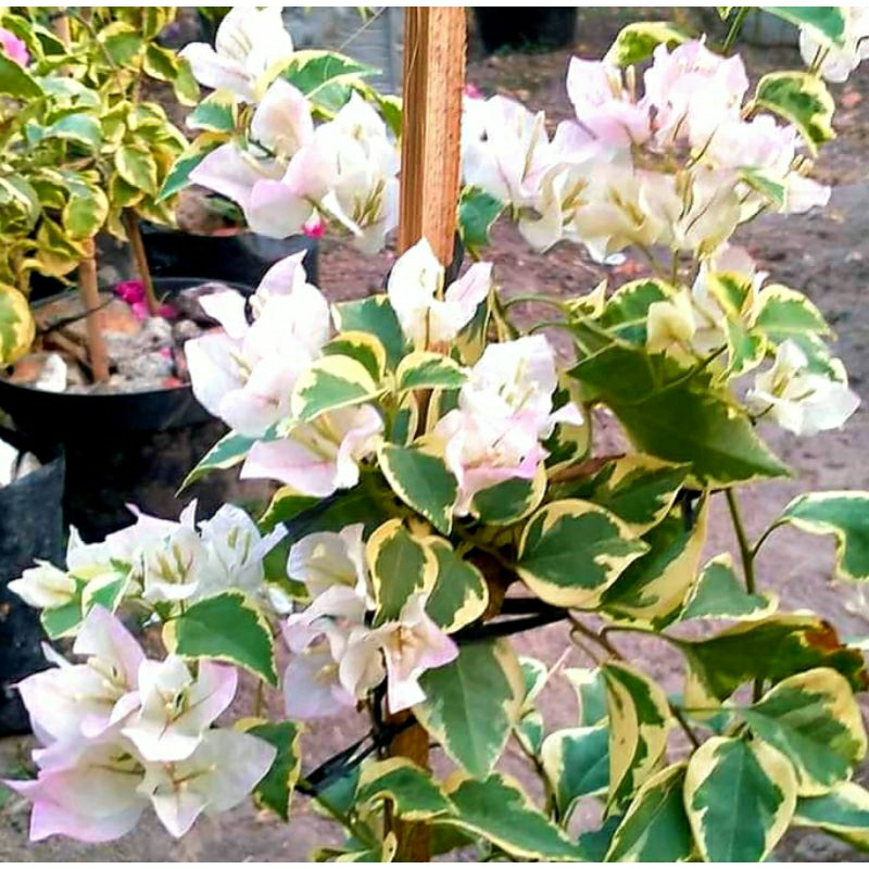 Bunga Bougenville Varigata Putih