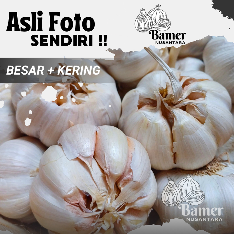 

Bawang PUTIH Termurah 1 KG 500 250 Gram Lokal Nganjuk Kering Baput Putih Bersih Premium Untuk Masakan 1/2 1/4 Kg Murah Promo Gratis Ongkir Kating Honan Sinco