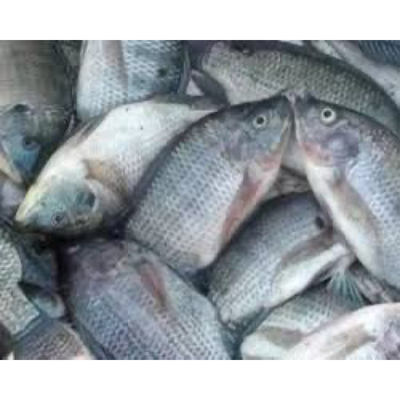 

INSTAN Ikan Mujair