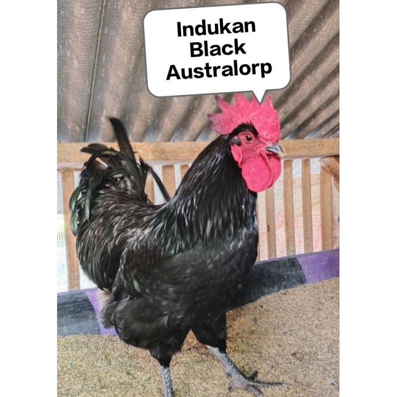 Telur Tetas Black Australorp