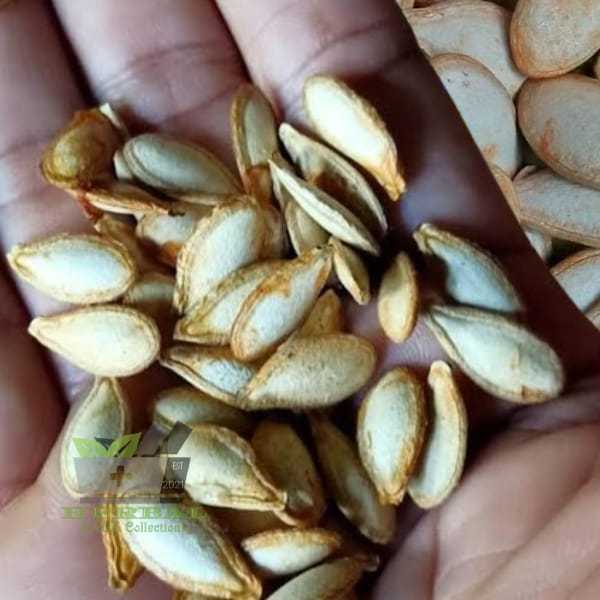 Benih Biji Labu Kuning Panjang Lokal 25 biji