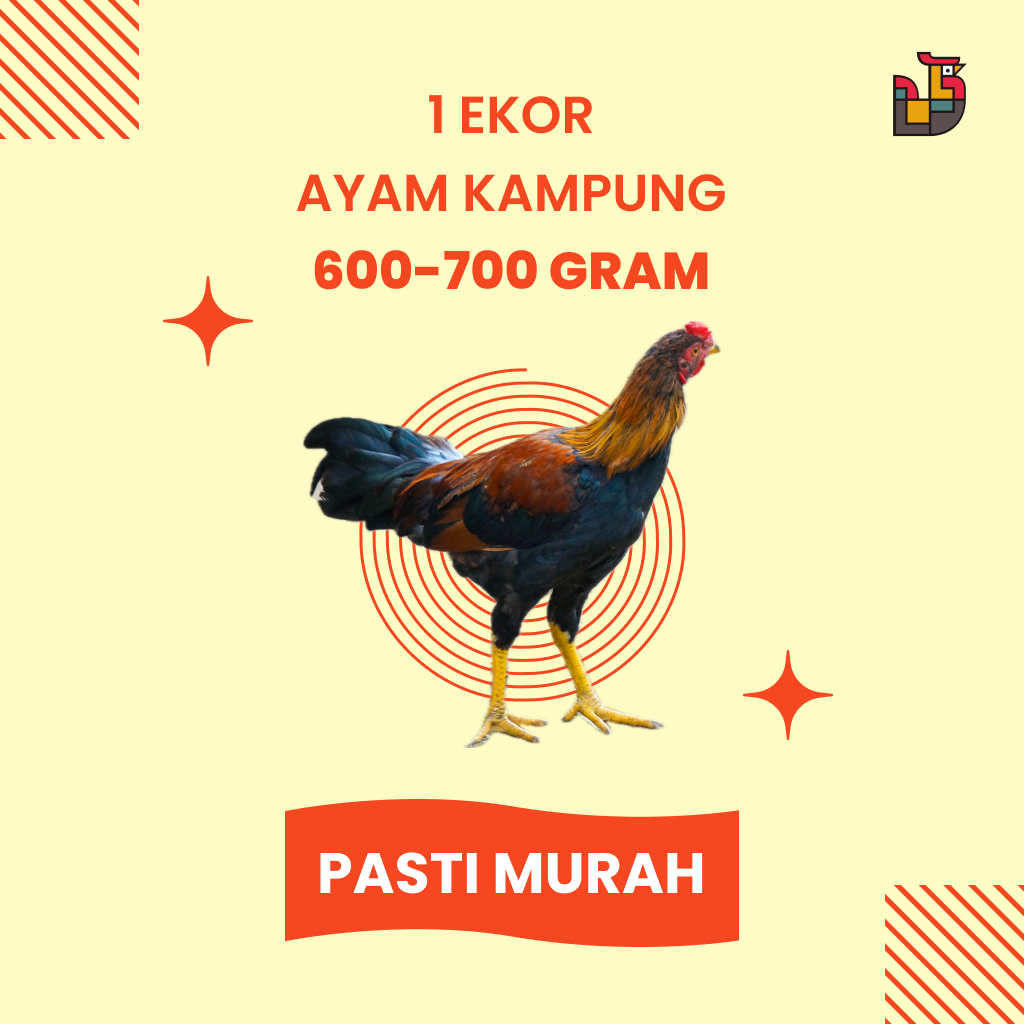 

AYAM KAMPUNG 1 EKOR 600-700 GRAM TERMURAH SE-JABODETABEK