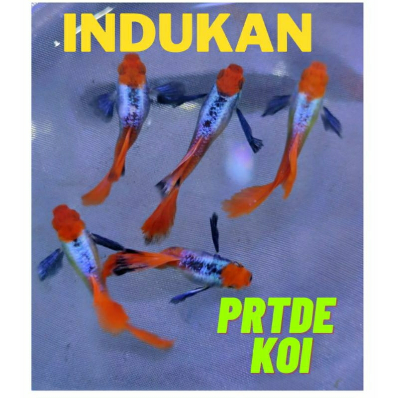 Hiasan akuarium ikan Guppy prtde indukan