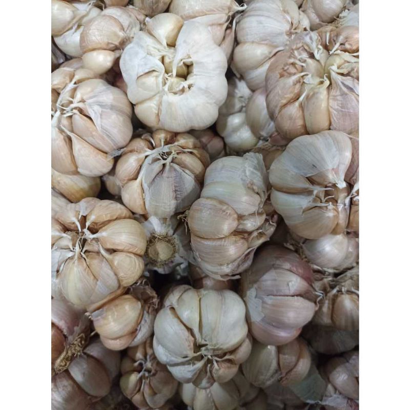 

bawang putih 500grm