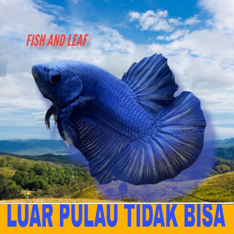 IKAN CUPANG PLAKAT DRAGON ISI 16  BERGARANSI