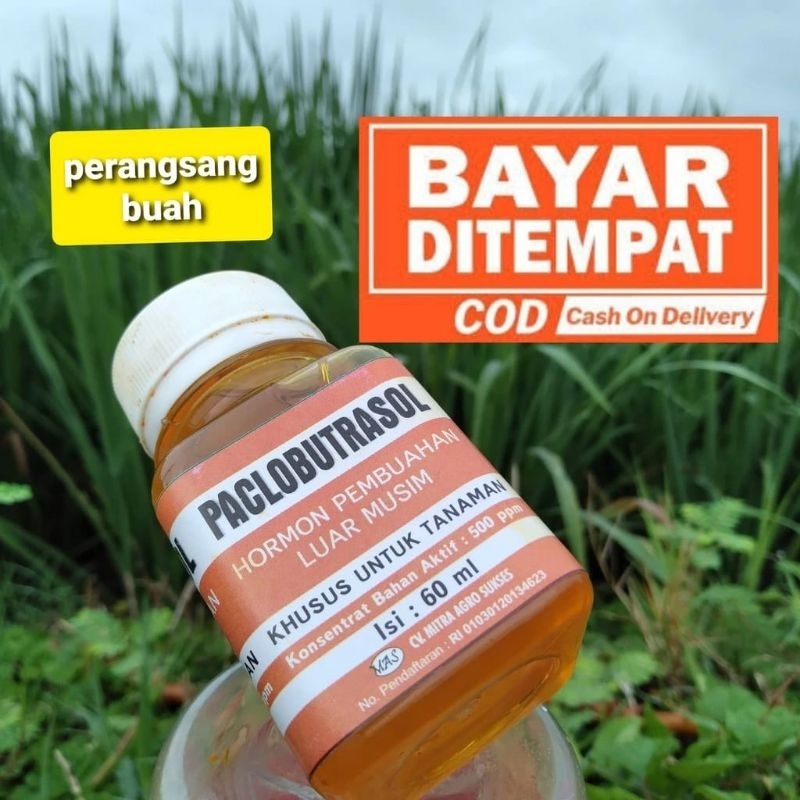 PERANGSANG BUAH