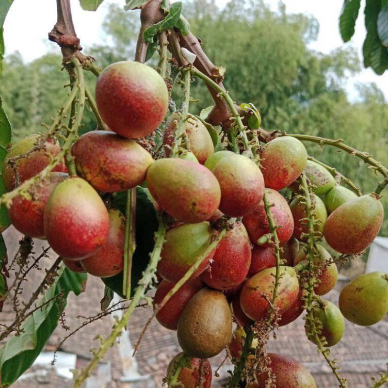 

Matoa buah asli pati 1kg segarr